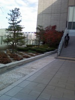 と書いてますが植え込み。微妙に紅葉しまてますねえ