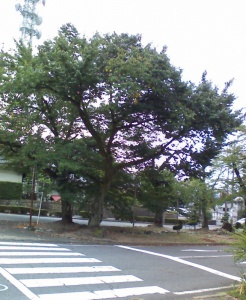 リンゴの木 とてもおおきい