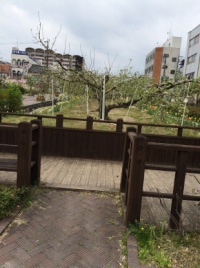 正面にリンゴの木