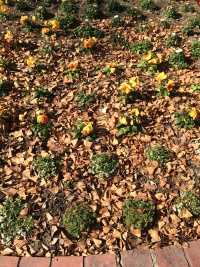 公園で。落ち葉の中に黄色い花が