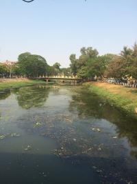 市街地の川にかかる橋の真ん中から撮影　木が見える
